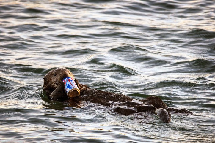 Otter Photo